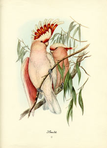 John Gould bird print, circa 1930-1940