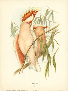 John Gould bird print, circa 1930-1940