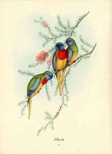 John Gould bird print, circa 1930-1940