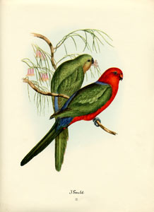 John Gould bird print, circa 1930-1940