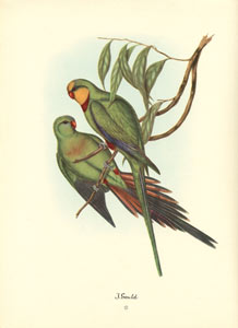 John Gould bird print, circa 1930-1940