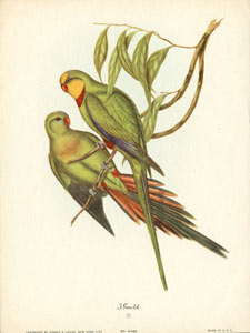 John Gould bird print, circa 1930-1940