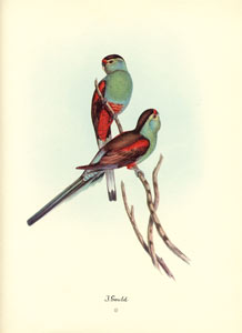 John Gould bird print, circa 1930-1940