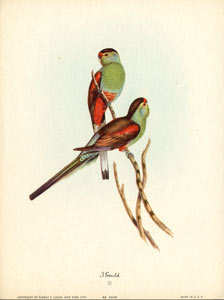 John Gould bird print, circa 1930-1940