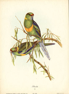 John Gould bird print, circa 1930-1940