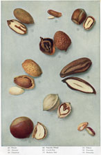 VARIOUS NUTS