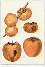 PERSIMMONS