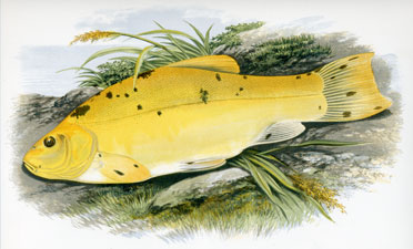 Golden Tench