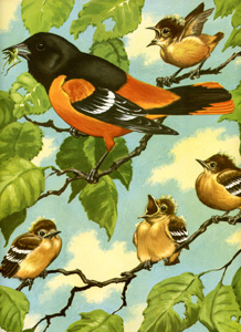 Baltimore Orioles