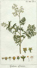 Galenia africana