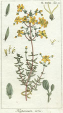 Hypericum coris