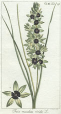 Agrostis cornucopiae Fraser