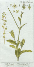 Biscutella Coronapifolia