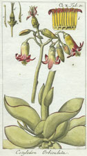 Cotyledon Orbiculata