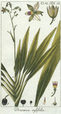 Dracoena ensifolia