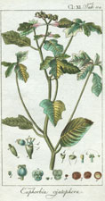 Euphorbia cyatophora
