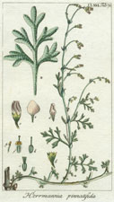 Herrmannia pinnatifida