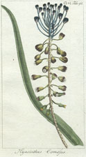 Hyacinthus Comosus