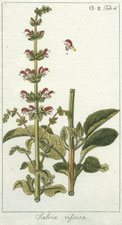 Hyacinthus Comosus