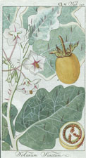 Solanum Sanctum