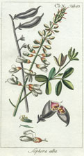 Sophora alba