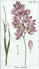 Ixia aristata