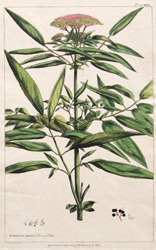 SAMBUCUS EBULUS, Dwarf Elder