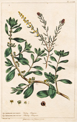 TETRAGONIA DECUMBENS, 