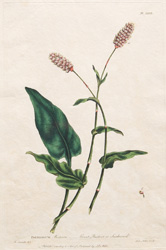 POLYGONUM Bistorta