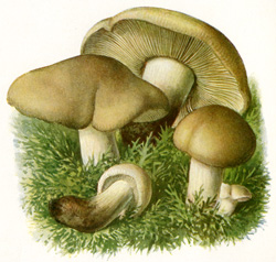 Antique mushroom print