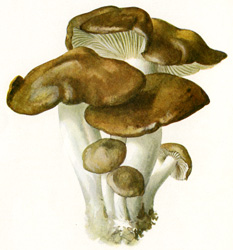 Antique mushroom print