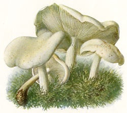 Antique mushroom print