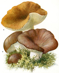 Antique mushroom print