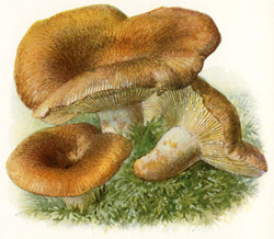 Antique mushroom print