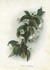 Prunus avium (Mazzard)