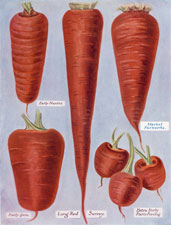 CARROTS