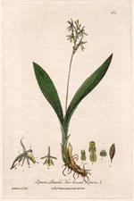 Two-leaved Liparis