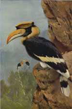 GREAT PIED HORNBILL