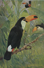 GIANT TOUCAN