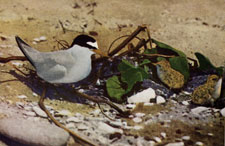 Least Tern