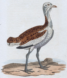 Bustard