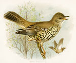 Missel Thrush