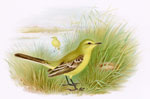 Yellow Wagtail