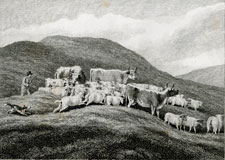 Howitt plate 12 cows being herded