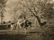 A Pastoral Scene