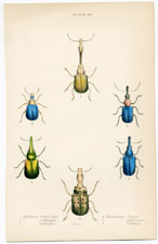 Plate 20 Apoderus longicollis, etc.