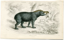 American Tapir