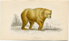 The Yellow Bear of Norway