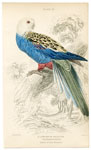 Pale-headed Broadtail