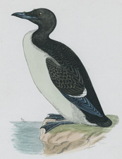 BRUNNICH'S GUILLEMOT